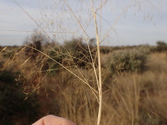Aristida meridionalis
