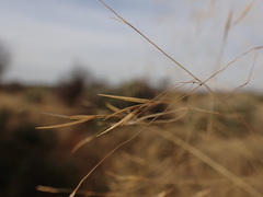 Aristida meridionalis
