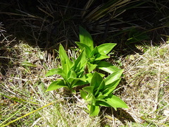 Dolichoglottis scorzoneroides