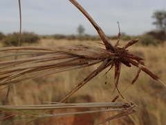 Aristida meridionalis