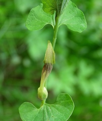 Aristolochia lutea