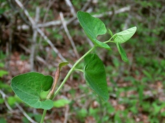 Aristolochia lutea