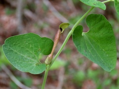 Aristolochia lutea