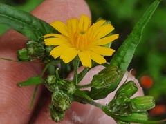 Crepis lampsanoides