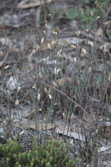 Lepidobolus drapetocoleus