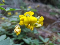 Argyrolobium tomentosum