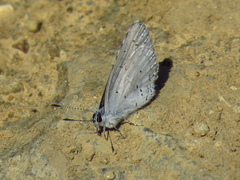 Celastrina argiolus