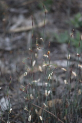 Lepidobolus drapetocoleus