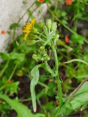 Crepis lampsanoides