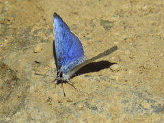 Celastrina argiolus