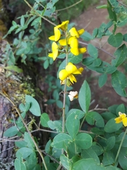Argyrolobium tomentosum