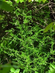 Asparagus tenuifolius