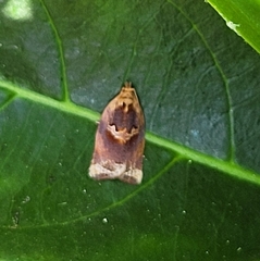 Argyrotaenia amatana