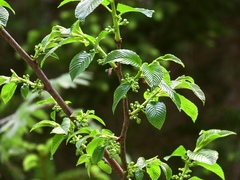 Rhamnus fallax