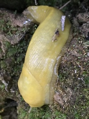 Ariolimax californicus image
