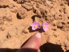 Phemeranthus brevifolius