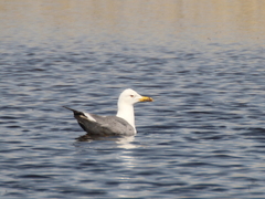 Larus fuscus barabensis
