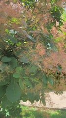 Cotinus obovatus