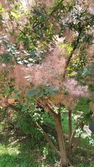 Cotinus obovatus