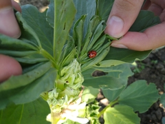 Coccinella septempunctata
