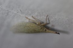 Rentinus dilatatus