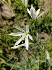 Anthericum liliago
