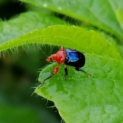 Alleuscelus violaceipennis