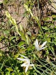 Anthericum liliago