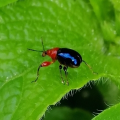 Alleuscelus violaceipennis