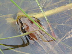Rana amurensis