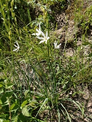 Anthericum liliago