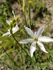 Anthericum liliago