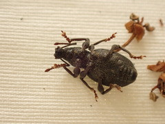 Otiorhynchus meridionalis