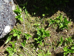 Dolichoglottis scorzoneroides