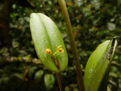 Pleurothallis dibolia