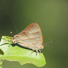 Hemiolaus caeculus