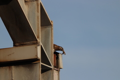 Spodiopsar cineraceus