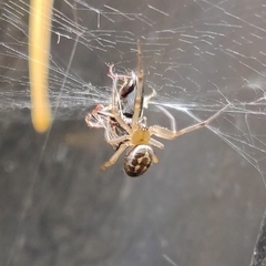 Steatoda nobilis