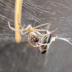 Steatoda nobilis
