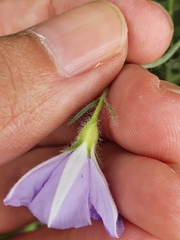 Convolvulus sabatius subsp. mauritanicus image