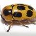 Cryptocephalus - Photo (c) magdastlucia, some rights reserved (CC BY-NC), uploaded by magdastlucia