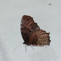 Elymnias nesaea
