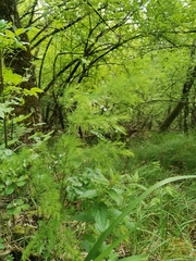 Asparagus tenuifolius
