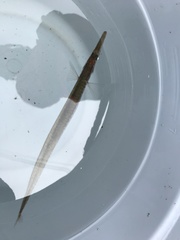 Aulorhynchus flavidus