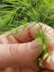 Asparagus tenuifolius