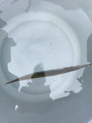 Aulorhynchus flavidus