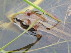 Rana amurensis