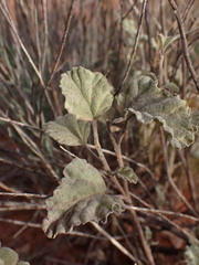 Hermannia comosa