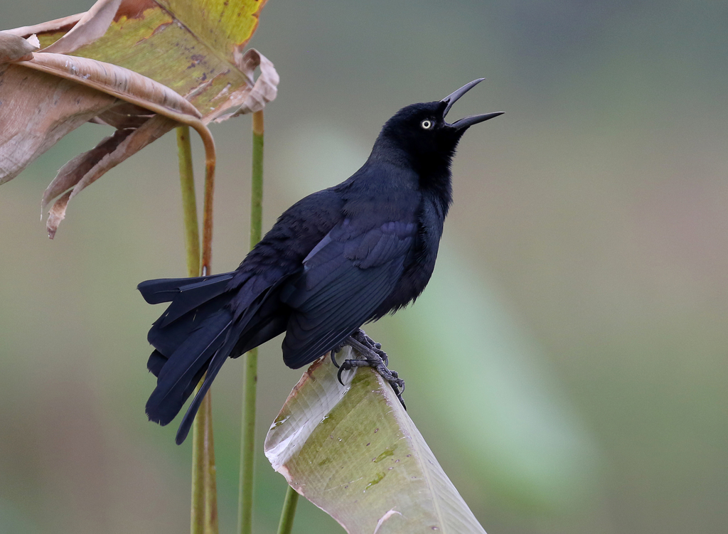 Nicaraguan Grackle photo