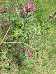 Astragalus cornutus